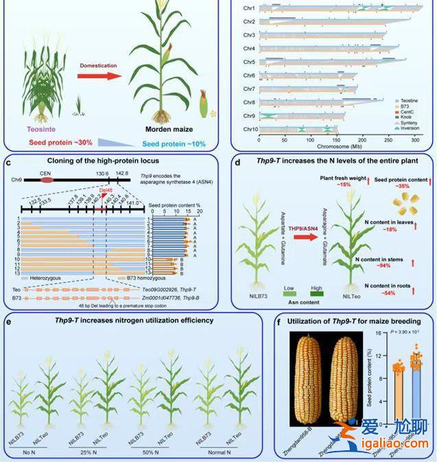 我國科學家成功克隆野生玉米高蛋白基因？