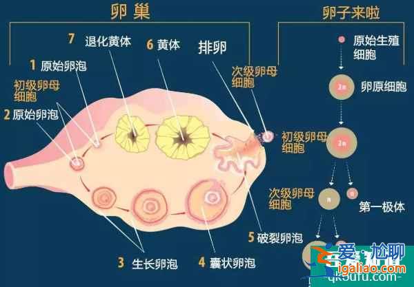 專家分享:大齡女性赴美做試管嬰兒,從四個方面提升好孕? 專家分享:大齡女性赴美做試管嬰兒,從四個方面提升好孕?