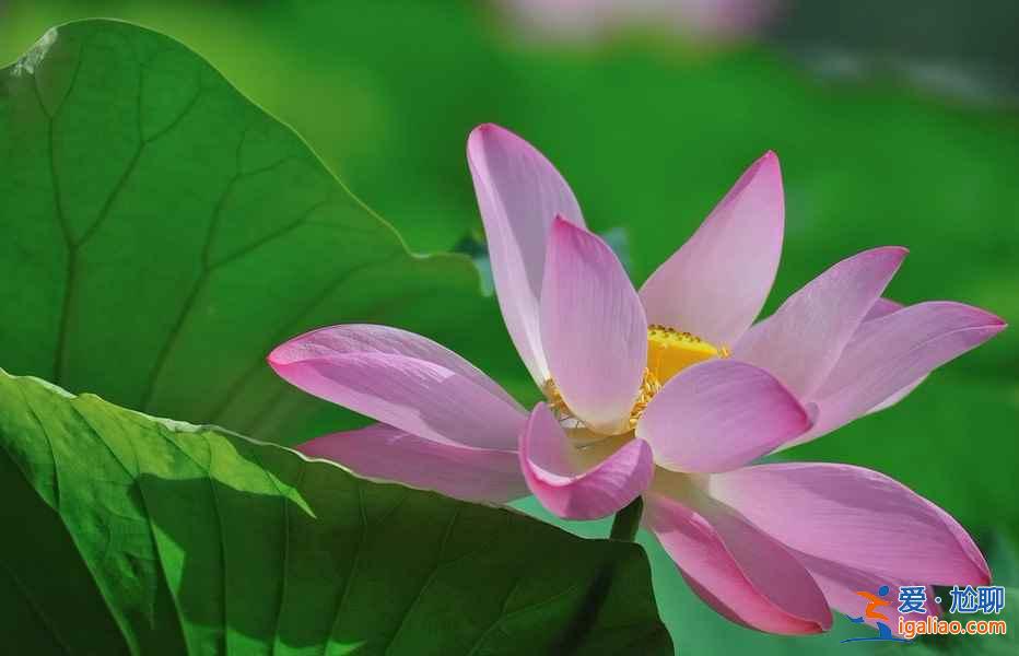 北京去哪看荷花，2019北京哪些公園可以看荷花？
