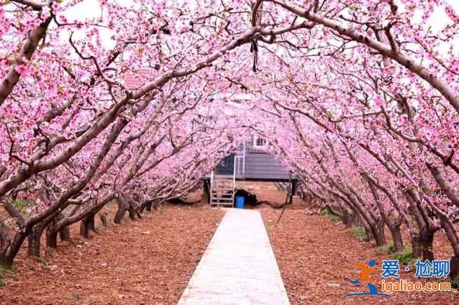 【春天去哪看桃花】2017國(guó)內(nèi)賞桃花7大好去處？