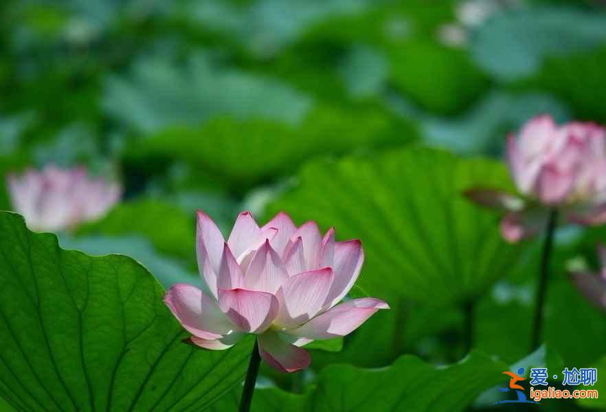 北京去哪看荷花，2019北京哪些公園可以看荷花？