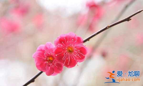 【2017林芝桃花節】2017林芝桃花節時間、花期、地點、門票，林芝桃花節？