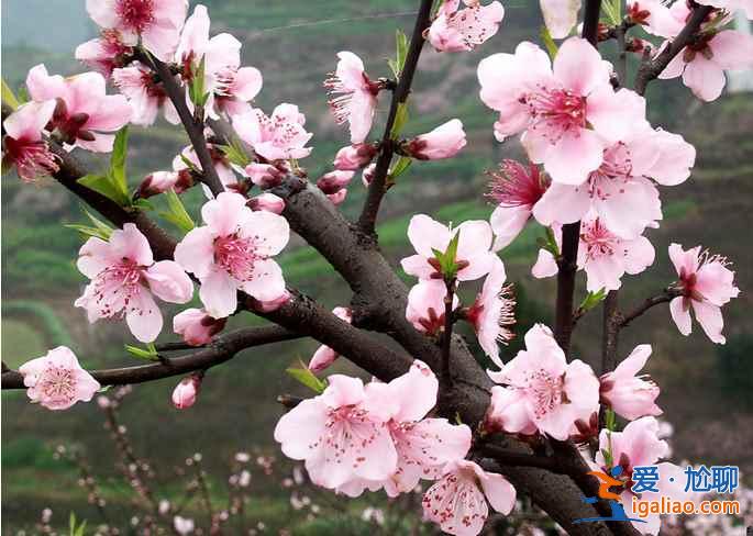 【春天去哪看桃花】2017國(guó)內(nèi)賞桃花7大好去處？
