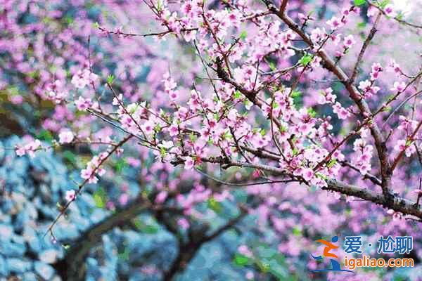 中國最美十大桃花“劫”,人見人愛!? 中國最美十大桃花“劫”,人見人愛!?