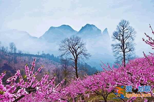 中國最美十大桃花“劫”,人見人愛!? 中國最美十大桃花“劫”,人見人愛!?