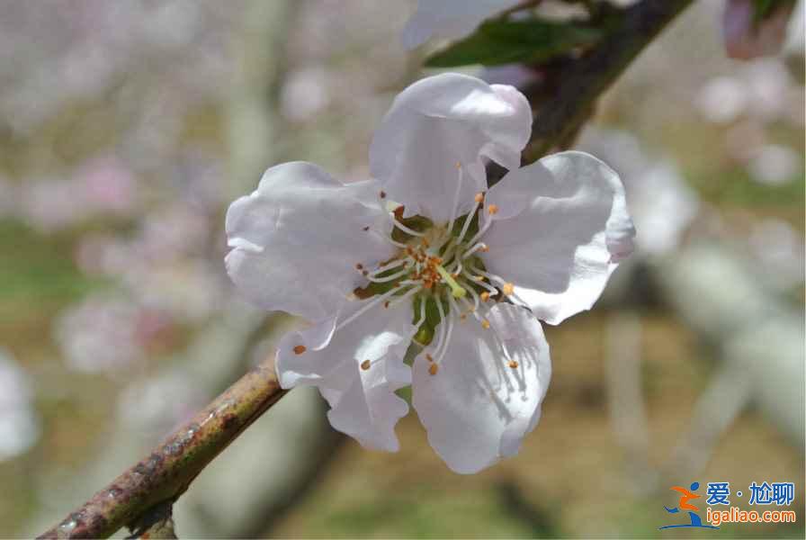 2017順平桃花節,2017順平桃花節時間、地址、門票指南? 2017順平桃花節,2017順平桃花節時間、地址、門票指南?