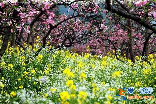 中國最美十大桃花“劫”,人見人愛!? 中國最美十大桃花“劫”,人見人愛!?