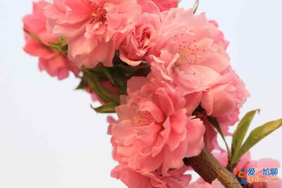 中國最美十大桃花“劫”,人見人愛!? 中國最美十大桃花“劫”,人見人愛!?