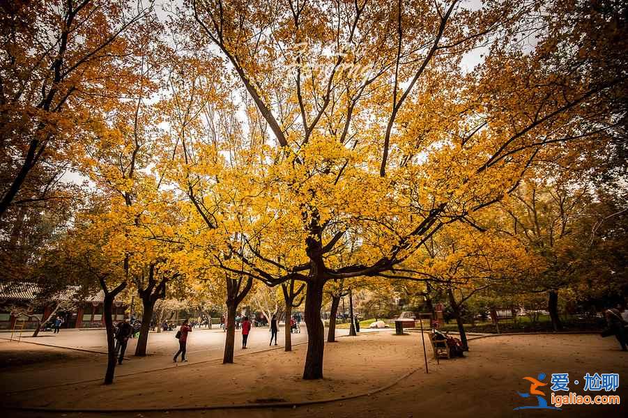 【地壇公園銀杏大道】地壇公園銀杏樹，2018北京地壇公園銀杏好看嗎？