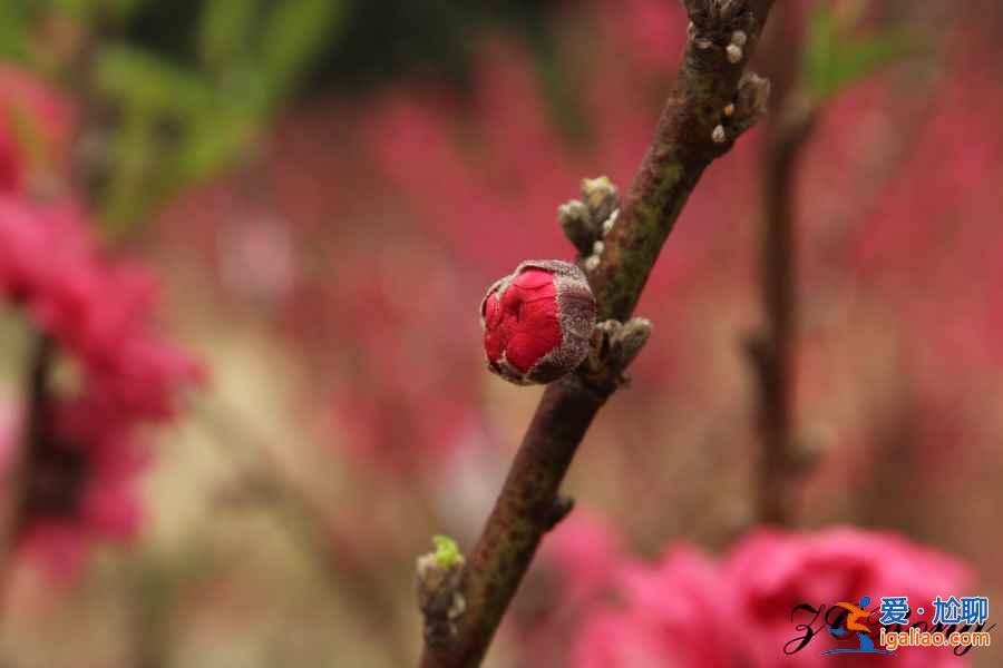 中國最美十大桃花“劫”,人見人愛!? 中國最美十大桃花“劫”,人見人愛!?