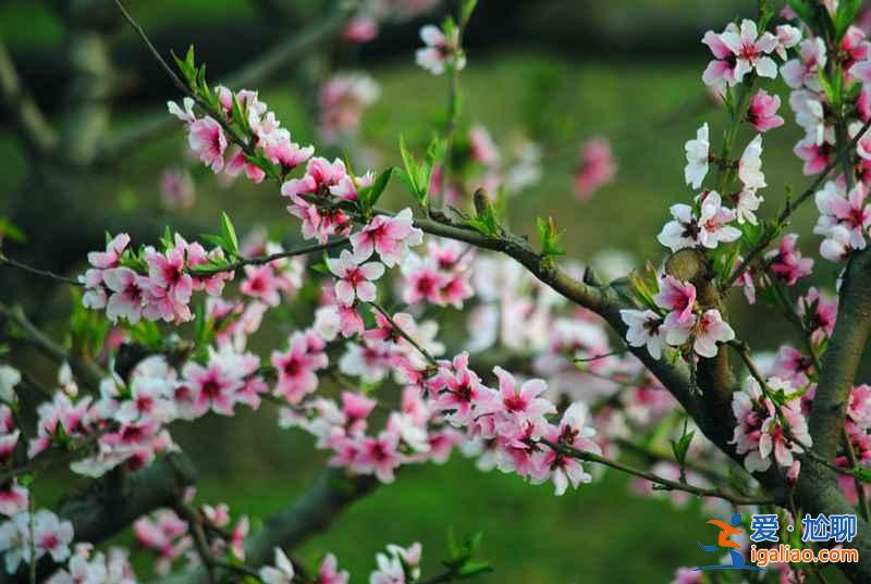 中國最美十大桃花“劫”,人見人愛!? 中國最美十大桃花“劫”,人見人愛!?