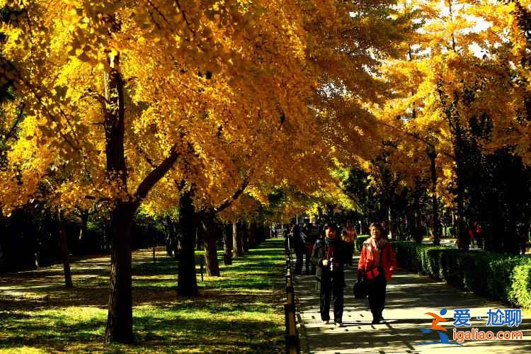 【地壇公園銀杏大道】地壇公園銀杏樹，2018北京地壇公園銀杏好看嗎？