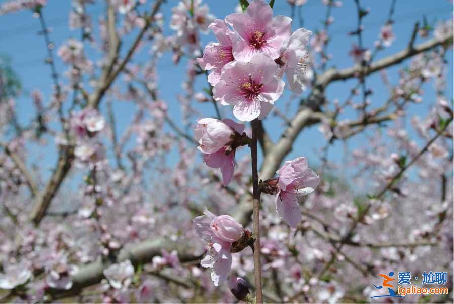 2017順平桃花節,2017順平桃花節時間、地址、門票指南? 2017順平桃花節,2017順平桃花節時間、地址、門票指南?