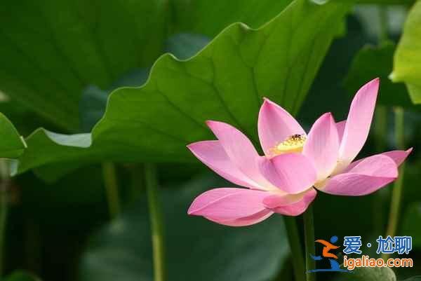 2018金湖荷花節(jié),金湖荷花蕩在哪—門票，金湖荷花藝術(shù)節(jié)？