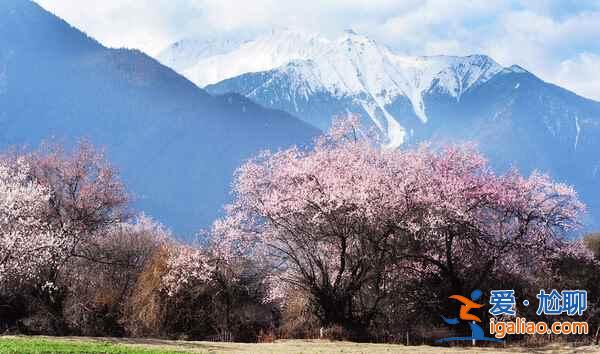 林芝桃花美到震撼！（多圖，附最佳觀賞時(shí)間）？