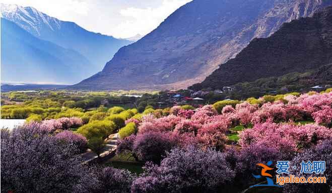 4月，就去林芝看桃花吧！美翻了！？