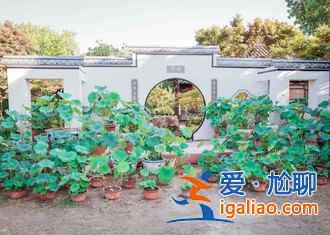 2018金湖荷花節(jié),金湖荷花蕩在哪—門票，金湖荷花藝術(shù)節(jié)？