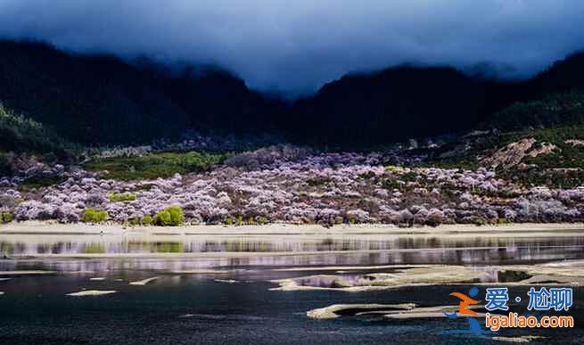 4月，就去林芝看桃花吧！美翻了！？
