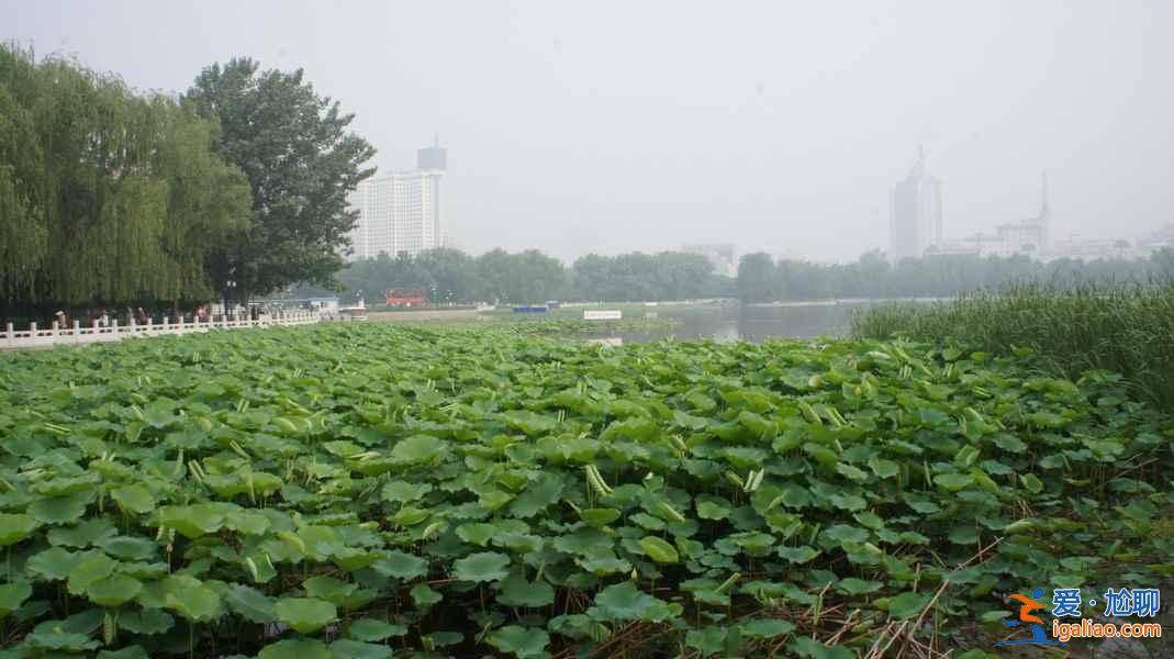 2018金湖荷花節(jié),金湖荷花蕩在哪—門票，金湖荷花藝術(shù)節(jié)？