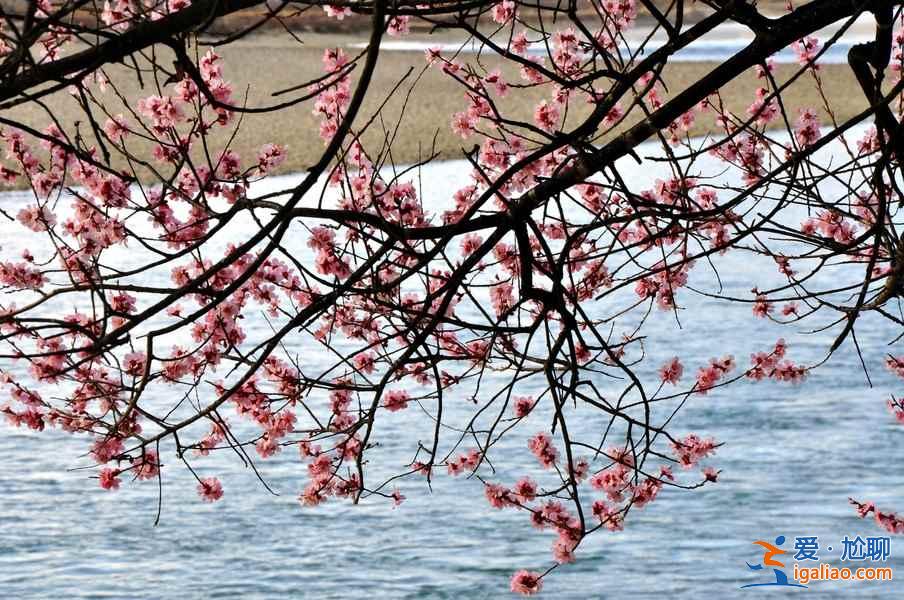 2017林芝桃花節觀賞攻略（附：賞花時間、地點、路線、交通、美食及住宿）？