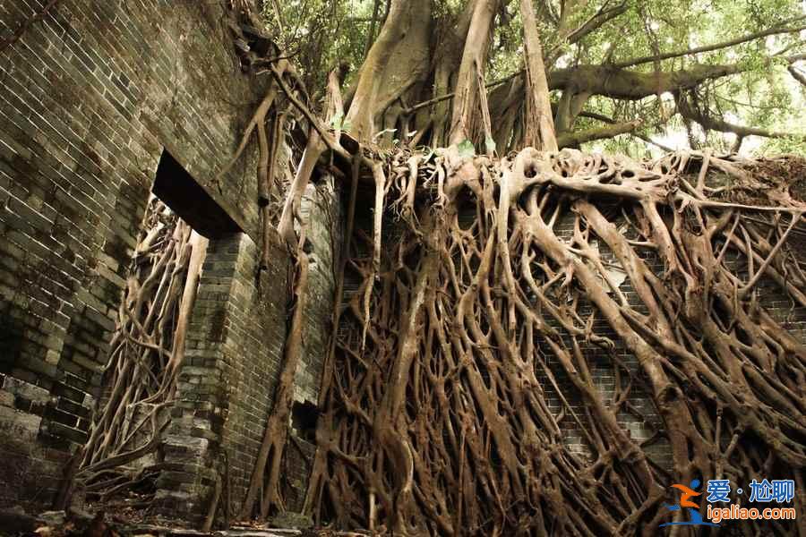 被人類遺忘的古村落，膽小千萬別去！？