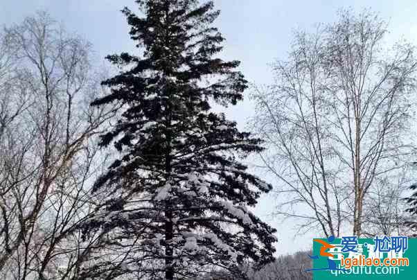 2022哈爾濱冰雪樂園有哪些 門票多少錢? 2022哈爾濱冰雪樂園有哪些 門票多少錢?