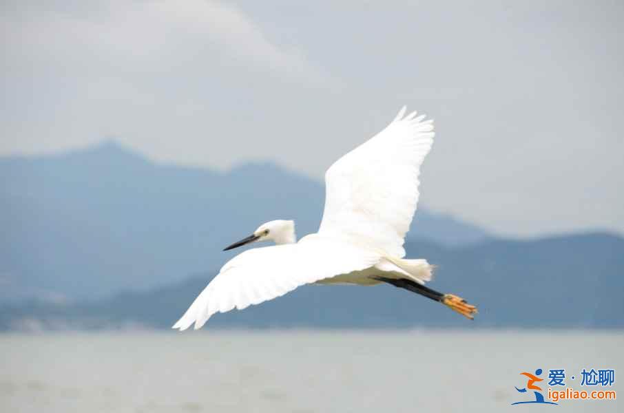 秋冬季去哪里觀鳥？盤點中國11大候鳥觀賞地？