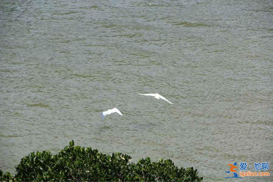 秋冬季去哪里觀鳥？盤點中國11大候鳥觀賞地？