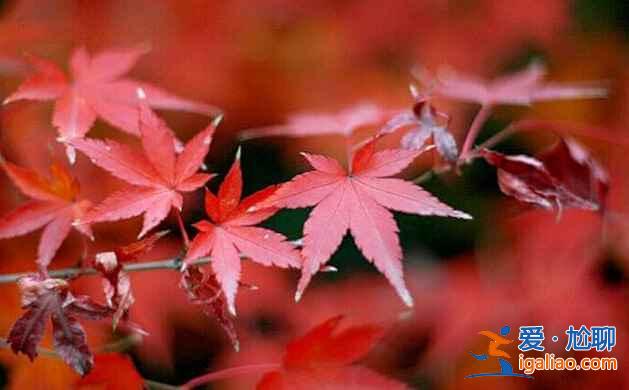 中國(guó)最美的秋景地，是時(shí)候準(zhǔn)備出發(fā)了！？
