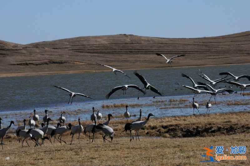 秋冬季去哪里觀鳥？盤點中國11大候鳥觀賞地？