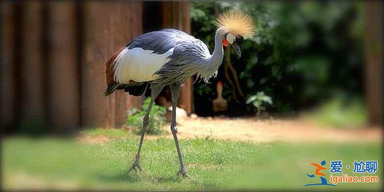 秋冬季去哪里觀鳥？盤點中國11大候鳥觀賞地？