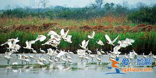 秋冬季去哪里觀鳥？盤點中國11大候鳥觀賞地？