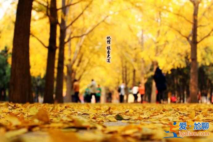 秋天到了，全國各城市賞銀杏圣地盤點？