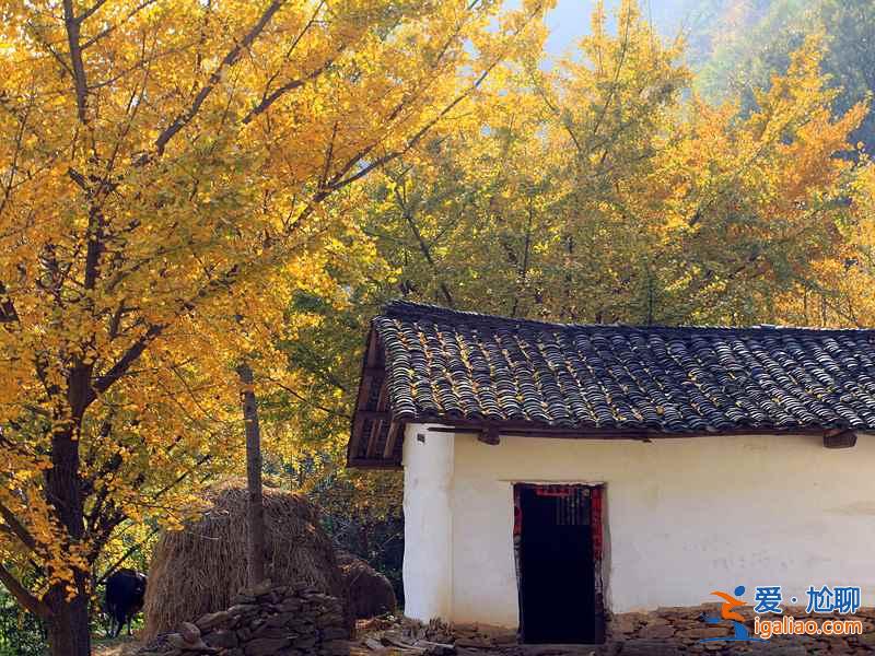 秋天到了，全國各城市賞銀杏圣地盤點？