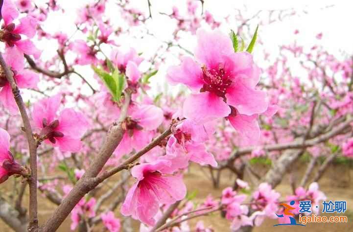 【北京桃花節】2017北京植物園桃花節時間—門票—交通信息? 【北京桃花節】2017北京植物園桃花節時間—門票—交通信息?