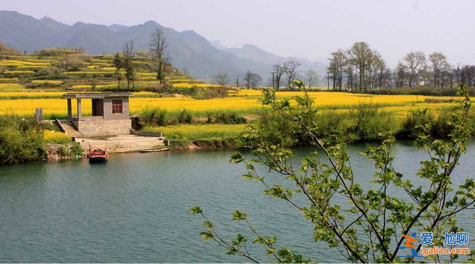 中國最美的十大油菜花海，赴一場花海盛宴？