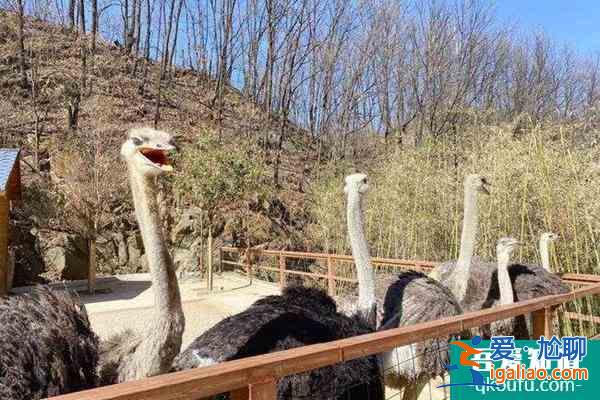 2022竹海野生動物園春節免票規則？