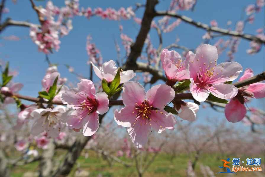 尋找我的“桃花運”，中國賞桃花全攻略？