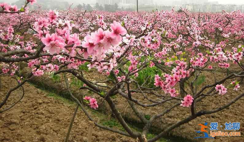 尋找我的“桃花運”，中國賞桃花全攻略？