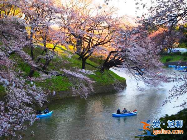 又到一年賞花時，東京賞櫻名所大全？
