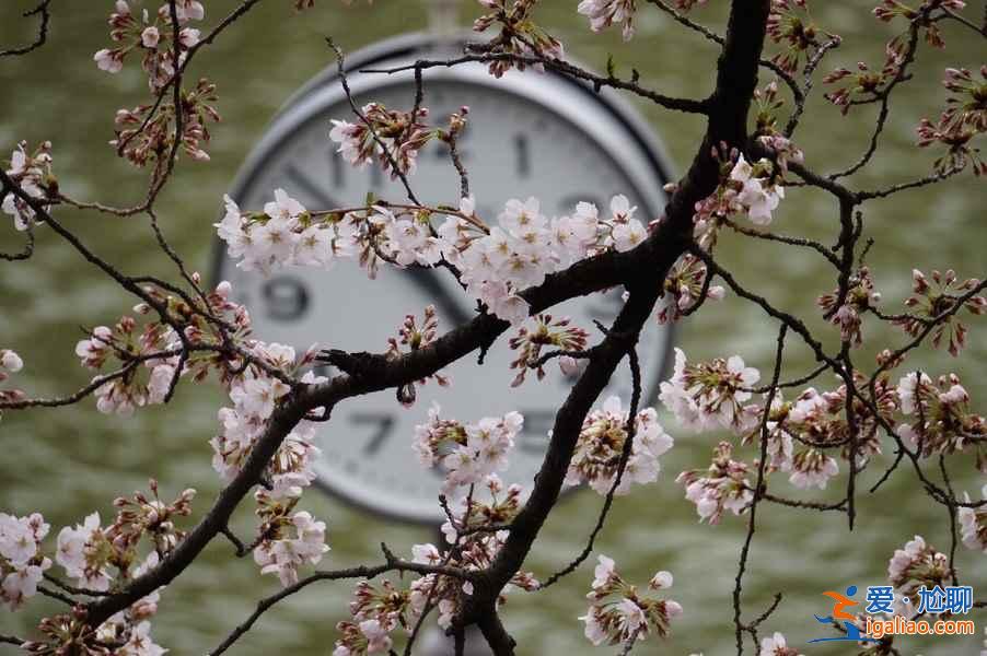又到一年賞花時，東京賞櫻名所大全？