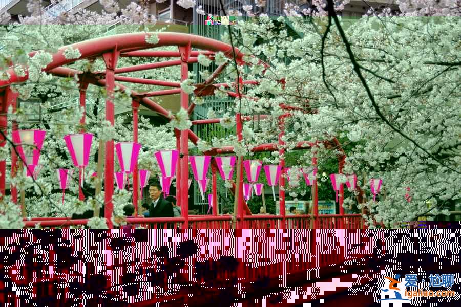 又到一年賞花時，東京賞櫻名所大全？