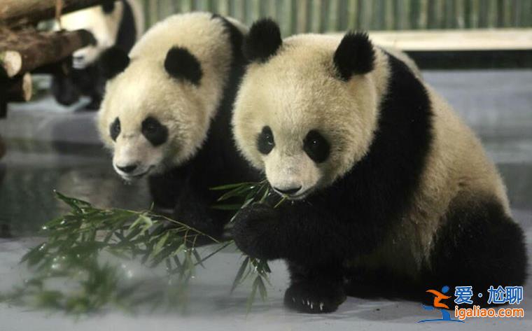 南京一動物園直播籌款|揭不開鍋了，一天數場直播[籌款]？