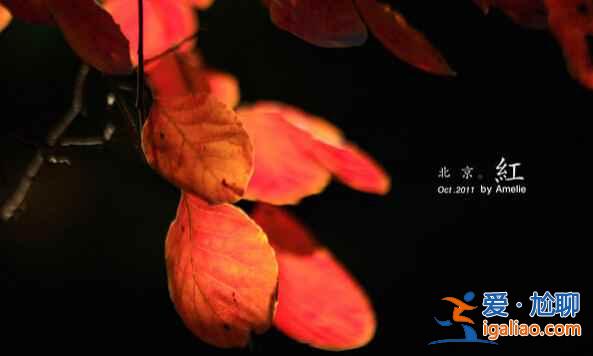 中國最美的四大秋色觀賞地，已淪陷！？