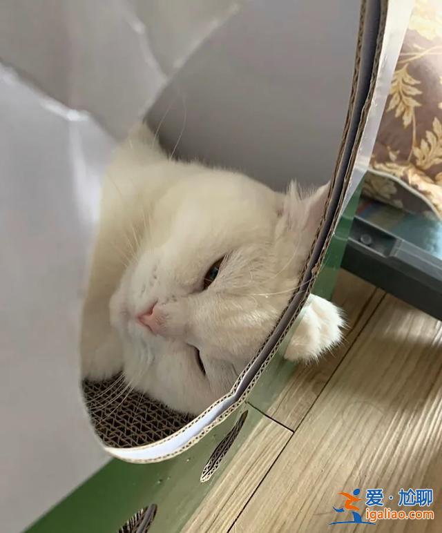 #一看就想笑的動物#主人回家看到貓在睡覺，定睛一看，貓竟多了一個“角”