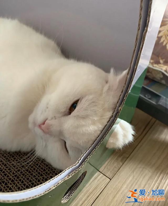 #一看就想笑的動物#主人回家看到貓在睡覺，定睛一看，貓竟多了一個“角”