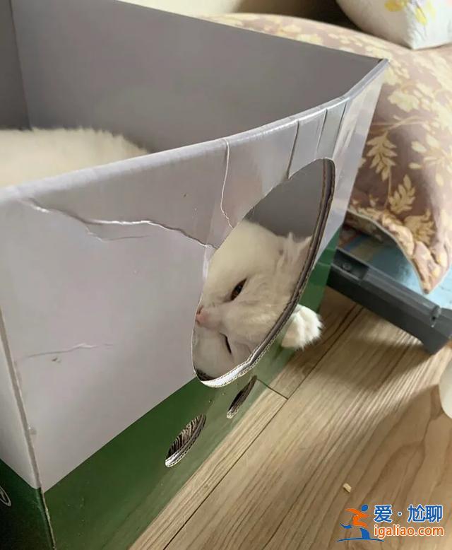 #一看就想笑的動物#主人回家看到貓在睡覺，定睛一看，貓竟多了一個“角”