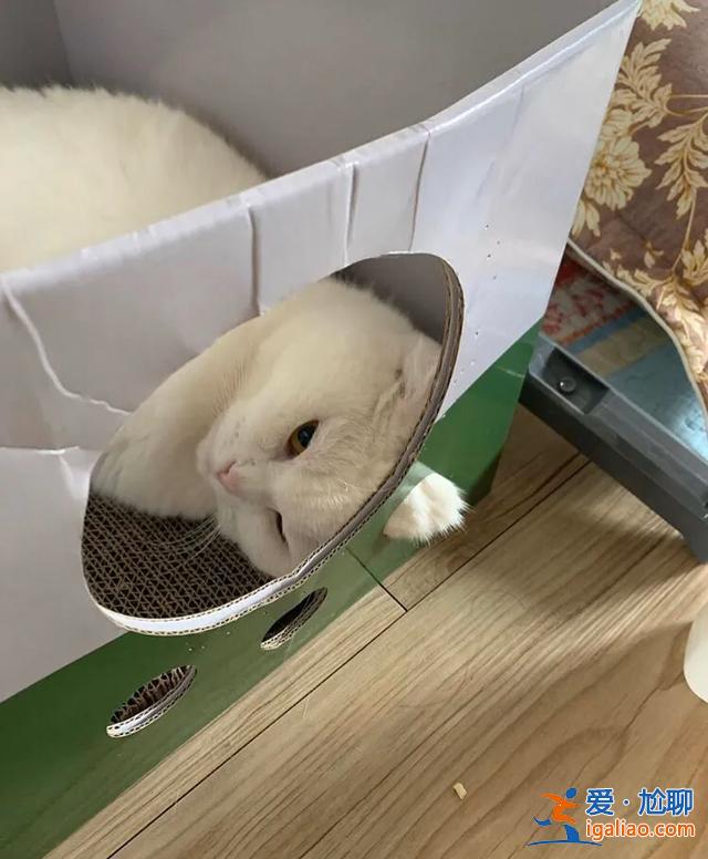 #一看就想笑的動物#主人回家看到貓在睡覺，定睛一看，貓竟多了一個“角”