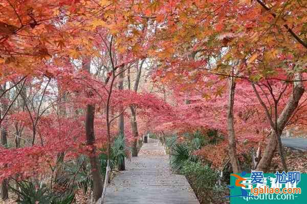 2022受疫情影響南京棲霞山和棲霞古寺不舉行跨年活動？