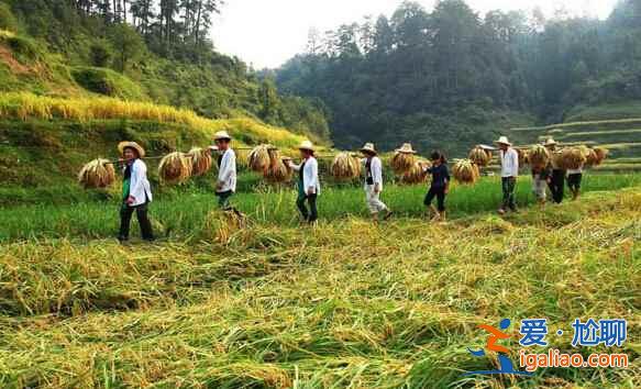 用草藥平衡胎兒性別，貴州村寨700年來不外娶不外嫁？